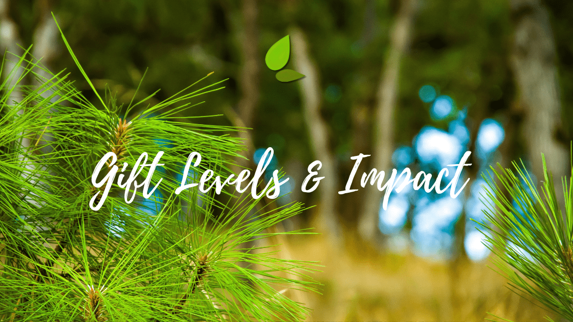 How Many Trees Make a Difference? The Real Impact of Planting 1 to 1,000 Seedlings