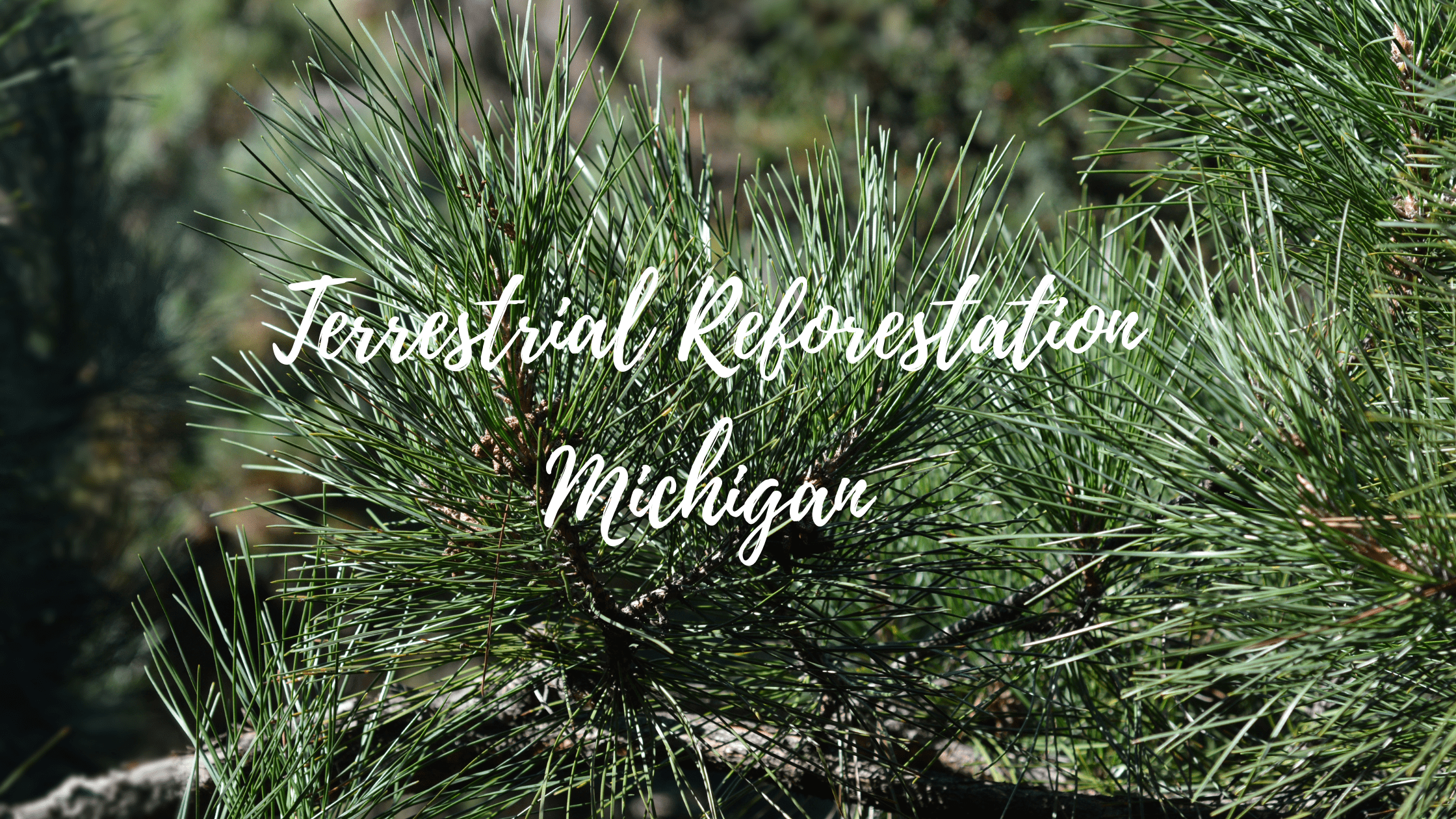 Replanting Michigan: Red and Jack Pine Terrestrial Reforestation
