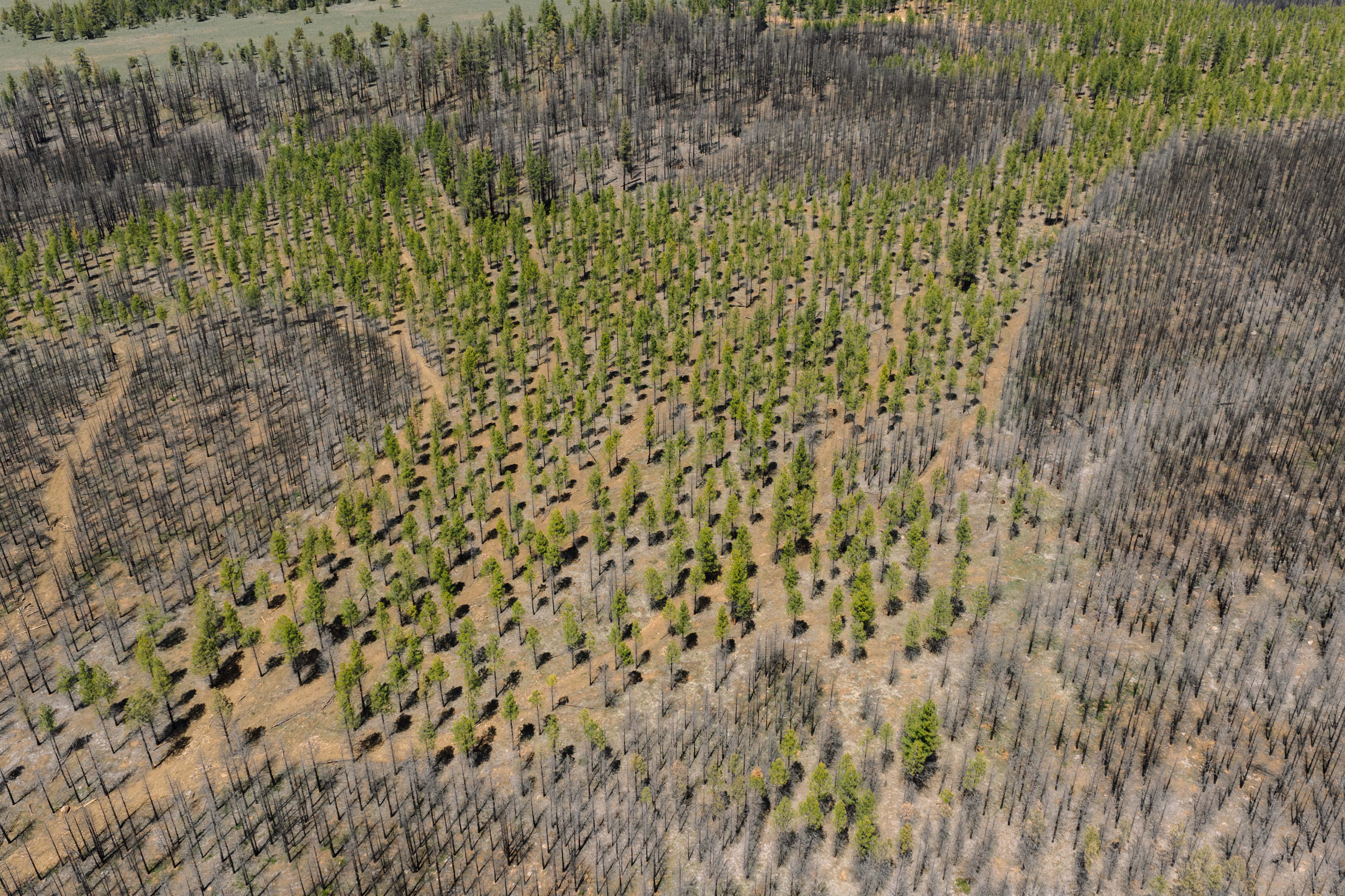 Memorial Tree Planting: New Locations Added Across North America