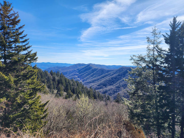 Plant a Tree in the Great Smoky Mountains