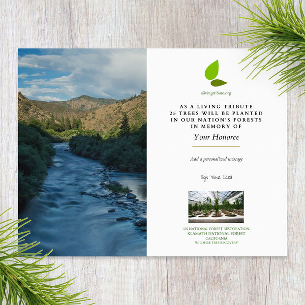 Plant a Tree in Honor or Memory in a California National Forest - A Living Tribute
