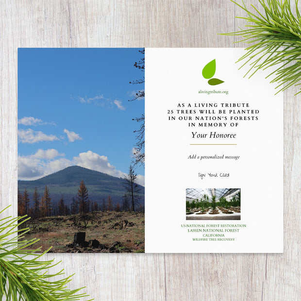 Plant a Tree in Honor or Memory in a California National Forest - A Living Tribute