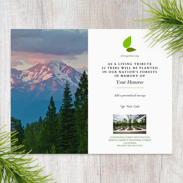 Plant a Tree in Honor or Memory in a California National Forest - A Living Tribute