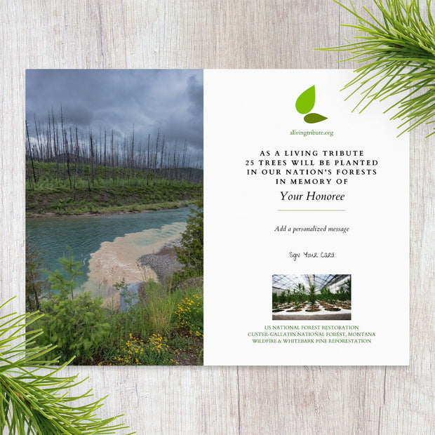 Plant a Tree in Memory Montana