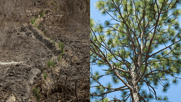 Plant a Longleaf Pine Tree in Mississippi