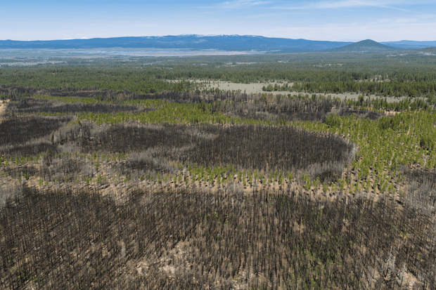 Memorial Tree Planting Site