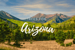 Plant a Tree in Memory Arizona