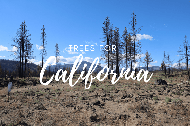 Plant a Tree in Honor or Memory in a California National Forest - A Living Tribute