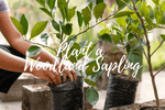 Plant a Woodland Sapling in New York