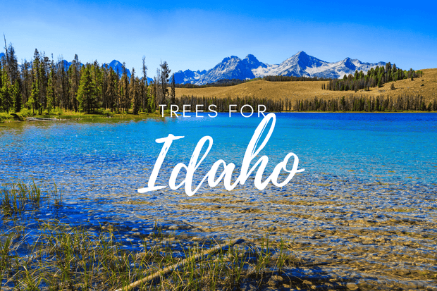 Plant a Tree in Idaho