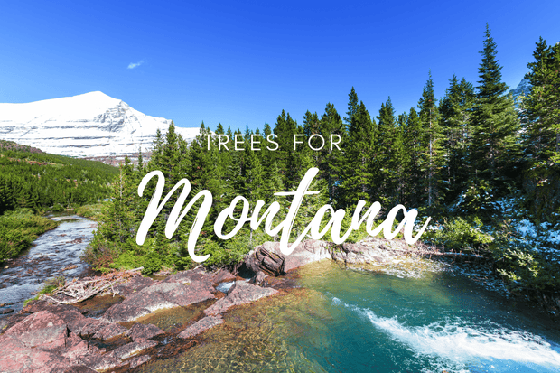 Plant a Tree in Montana