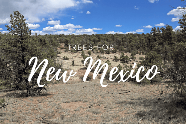 Plant a Tree in New Mexico