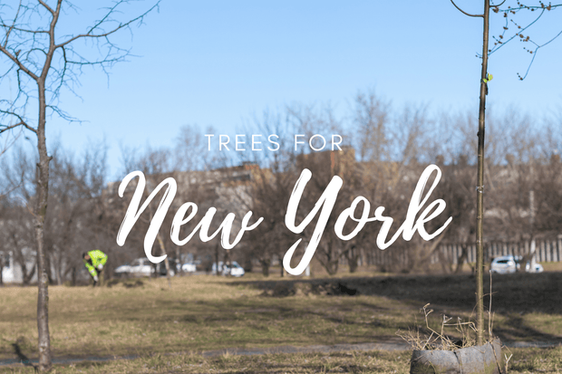 Plant a Tree in NYC