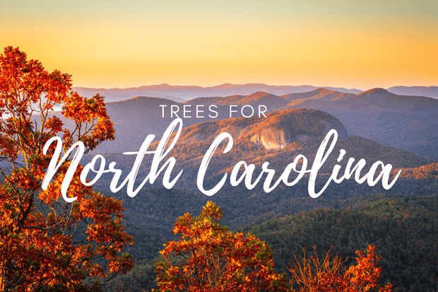 Plant a Tree in North Carolina