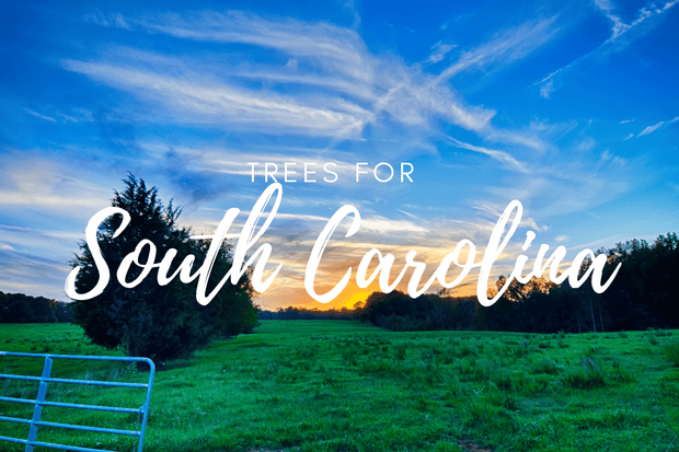 Plant a Tree in South Carolina
