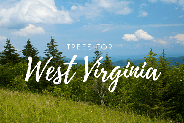 Plant a Tree in West Virginia - A Living Tribute