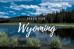 Plant a Tree in Wyoming