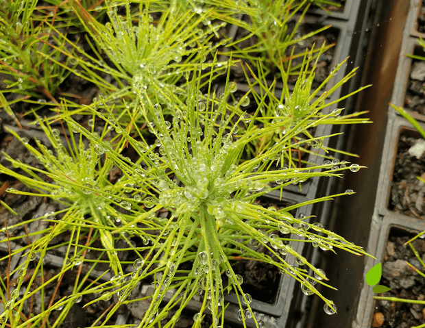 Plant Longleaf Pine Trees in NC