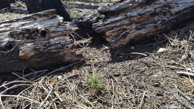 Emerald Fire tree recovery on South Lake Tahoe