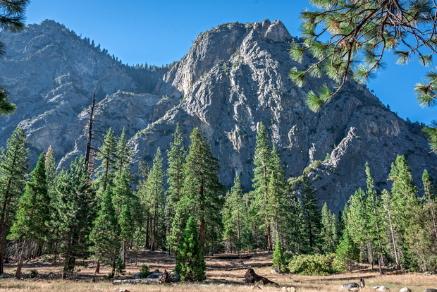 Plant a Tree in Honor or Memory in a California National Forest - A Living Tribute