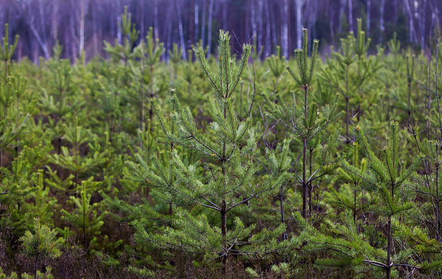 Forest Friends Tree Gift - A Living Tribute