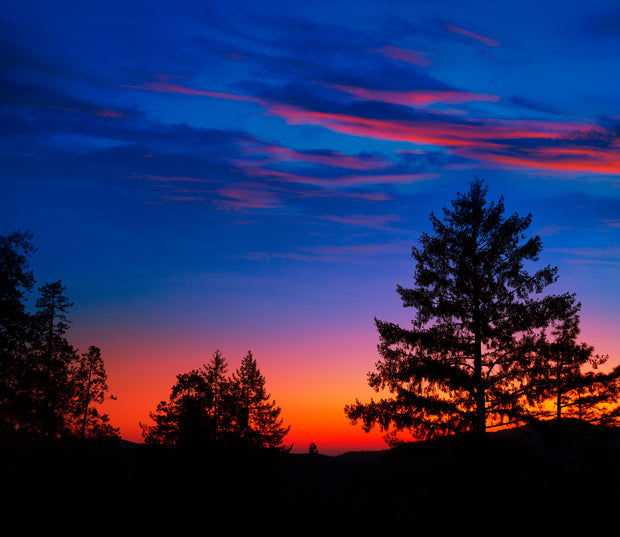 Plant a Tree in Honor or Memory in a California National Forest - A Living Tribute