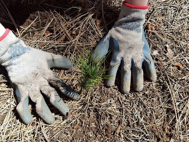 State Forest Tree Recovery