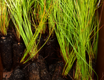 Longleaf Pine Tree Seedlings