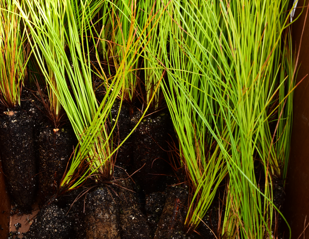 Longleaf Pine Tree Seedlings