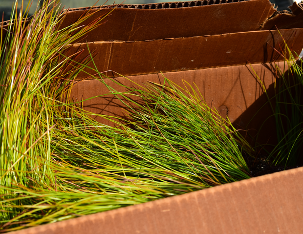 Longleaf Pine Tree Seedlings