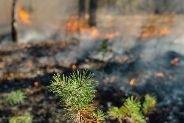 Wildfire Restoration