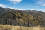 Restore New Mexico National Forests