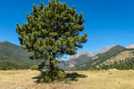 Plant a Ponderosa Pine in New Mexico