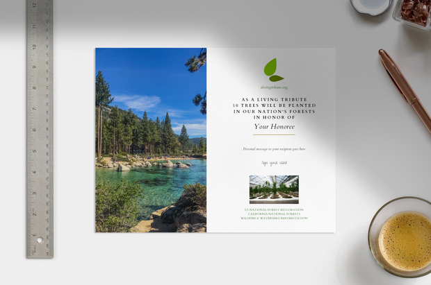 Plant a Tree in Honor or Memory in a California National Forest - A Living Tribute