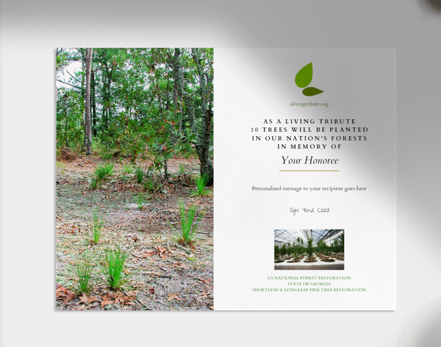 Plant a Tree for Someone in Georgia