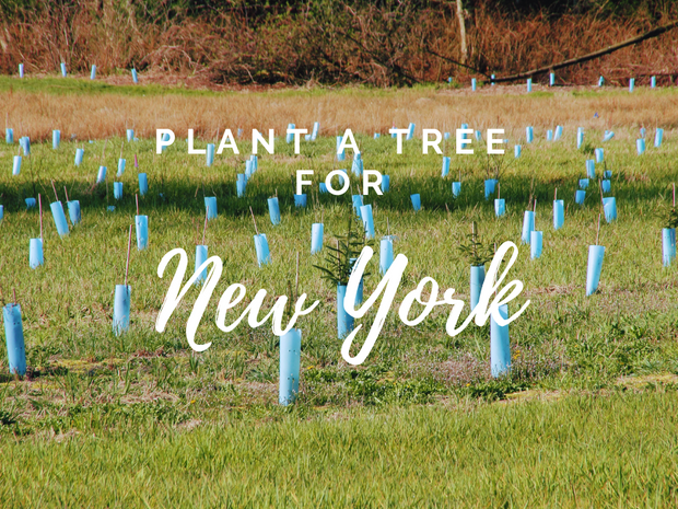 Plant a Tree in New York