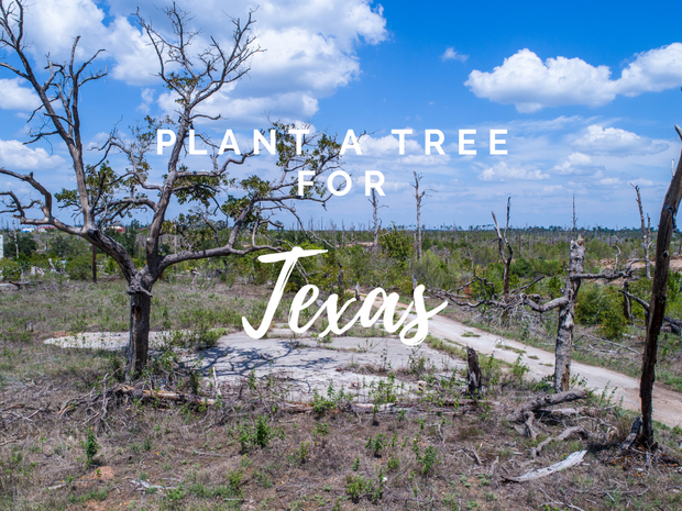 Plant a Tree in Texas
