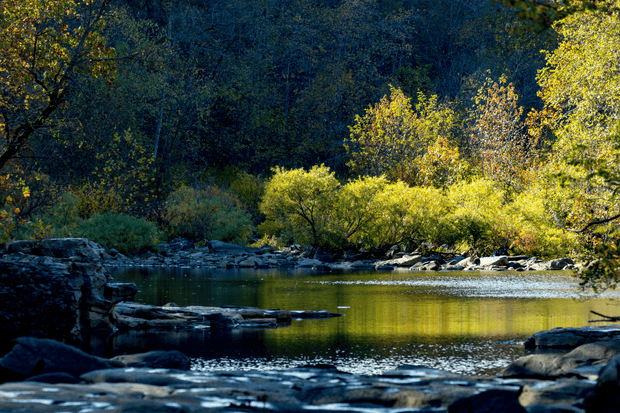 Plant a Tree in Arkansas