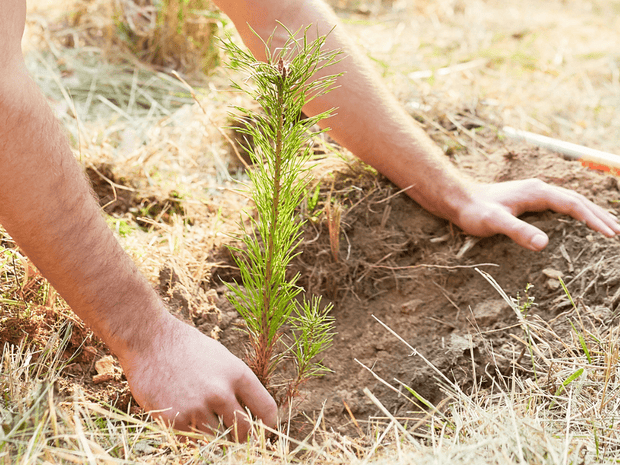Plant a Tree Gift by A Living Tribute