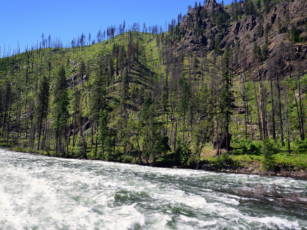 Plant a Tree in Washington State