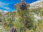 Whitebark Pine Tree Seedling