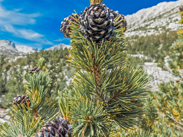 Whitebark Pine Tree Seedling