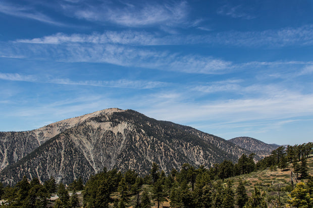 Plant a Tree in Honor or Memory in a California National Forest - A Living Tribute