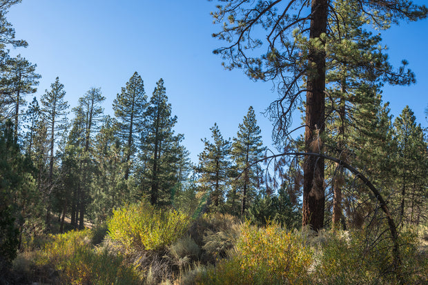 Plant a Tree in Honor or Memory in a California National Forest - A Living Tribute