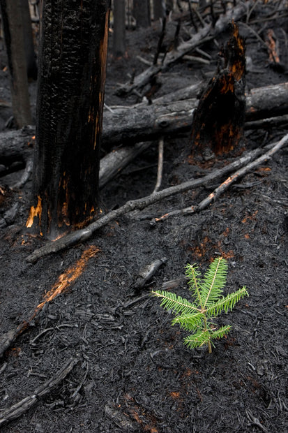 Plant a Tree in Honor or Memory in a California National Forest - A Living Tribute
