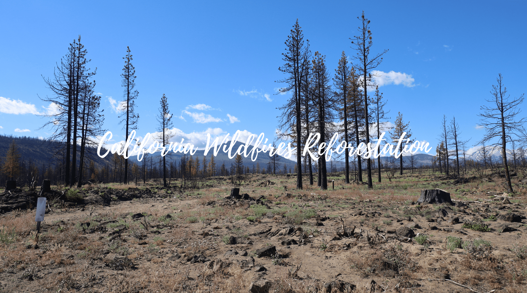 Unprecedented Infernos: A Chronicle of California's National Forest Wildfires Since 2015