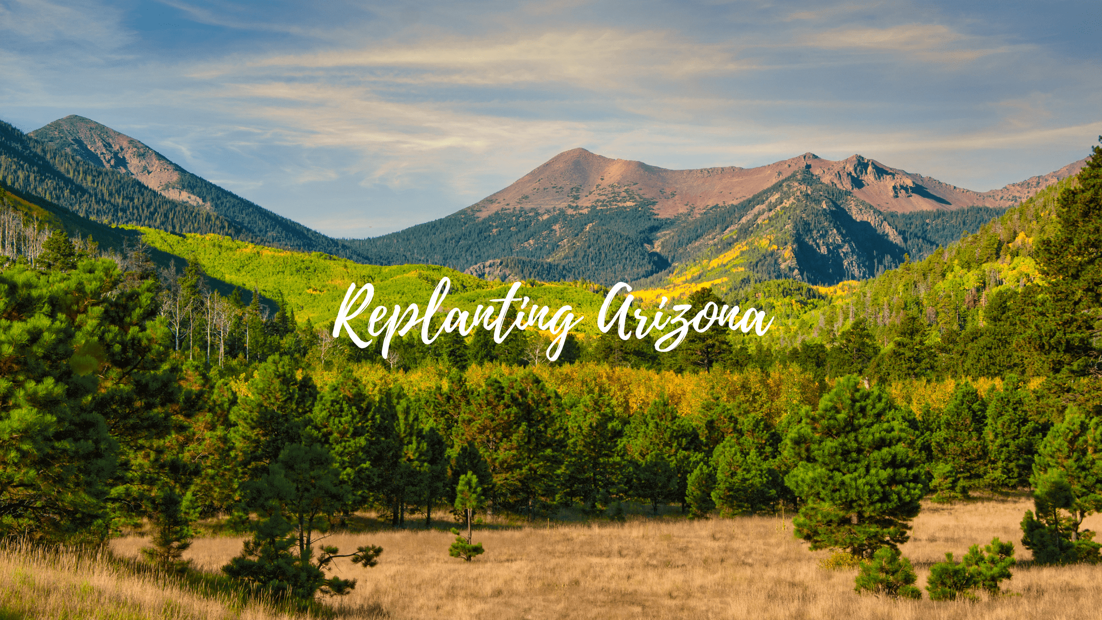 Replanting Arizona: Restoring Forests Lost to Wildfires