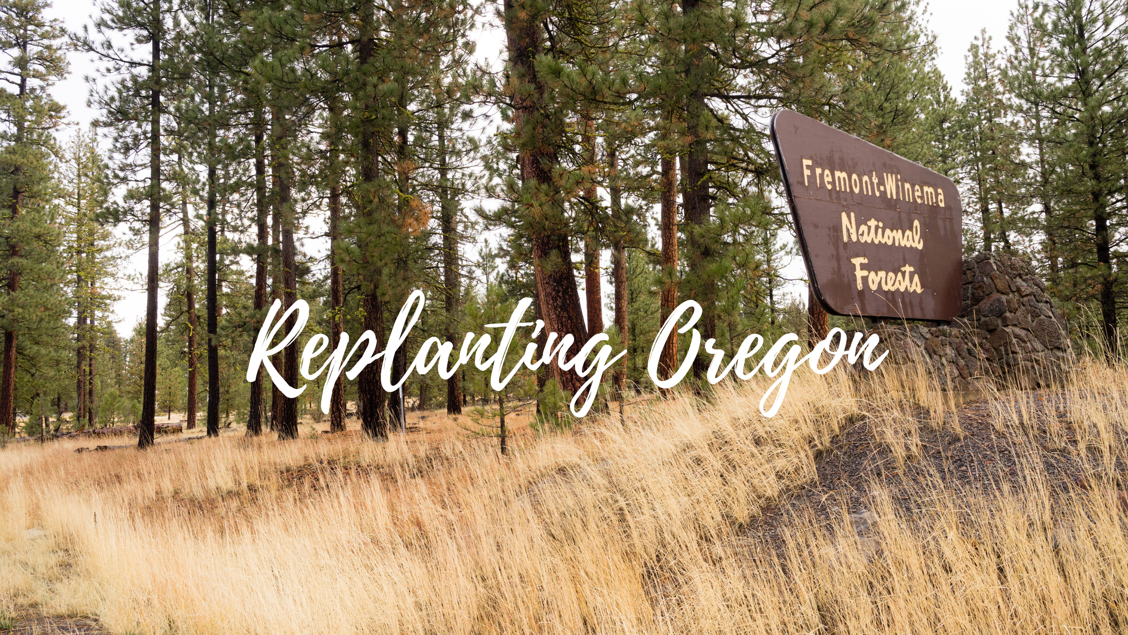 Replanting Oregon’s Fremont–Winema National Forest