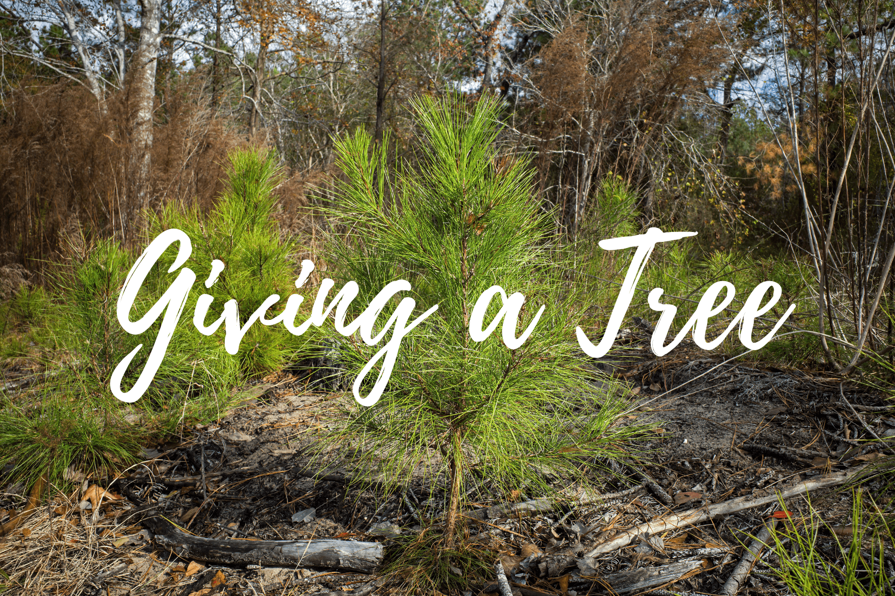 Give a Tree: Turning Sympathy Gifts Into Renewal With Plant-a-Tree Cards