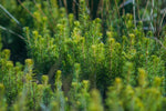 Nursery Tree Seedlings